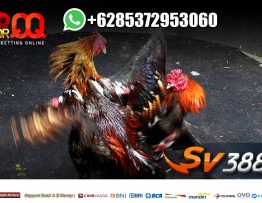 Permainan Sabung Ayam Online Meron Wala Banyak Diminati Di Attend2bonehealth