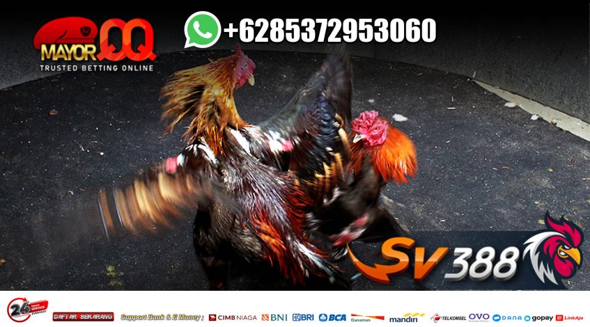 Permainan Sabung Ayam Online Meron Wala Banyak Diminati Di Attend2bonehealth